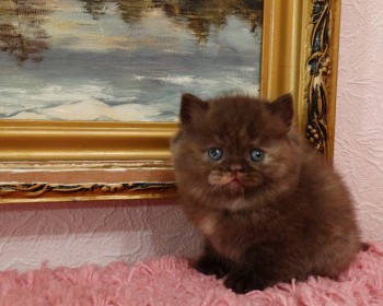 Британский короткошерстный котенок шоколадного окраса, девочка, от моего Принца