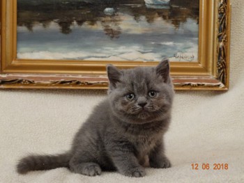 Британский короткошерстный котенок - ДЕВОЧКА, родилась 25 апреля 2018г.