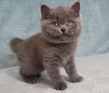 Голубая девочка, британский короткошерстный котенок в ПРОДАЖЕ,возраст 2 месяца