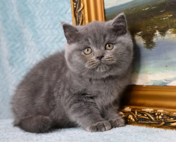Голубой британский короткошерстный котенок мальчик в продаже, 2 месяца