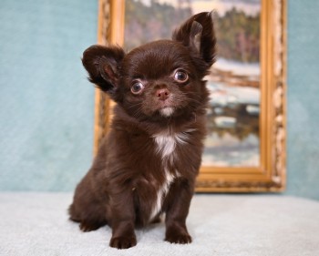 Длинношерстный  чихуахуа щенок девочка В ПРОДАЖЕ, шоколадная с белым, родилась 28 декабря 2022г.